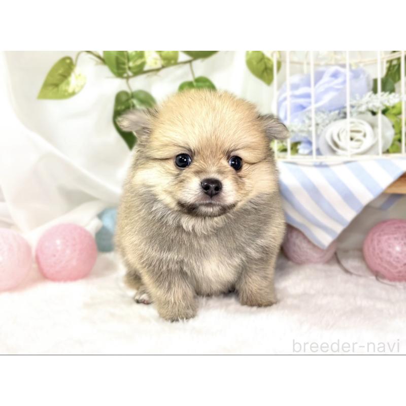 販売中の滋賀県のポメチワ:ポメラニアン×チワワ-439712の4枚目