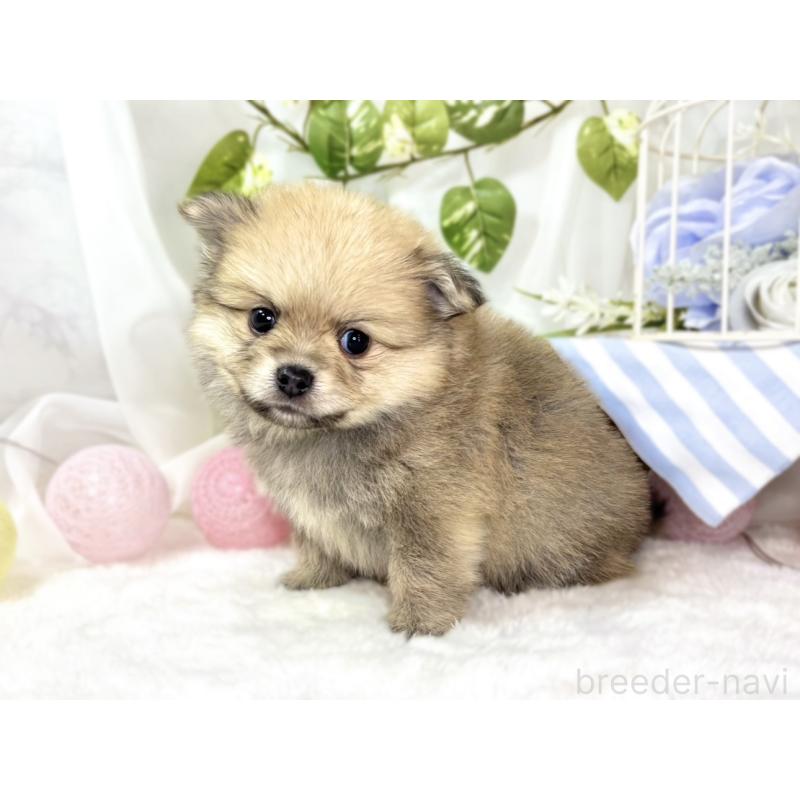 販売中の滋賀県のポメチワ:ポメラニアン×チワワ-439712の2枚目