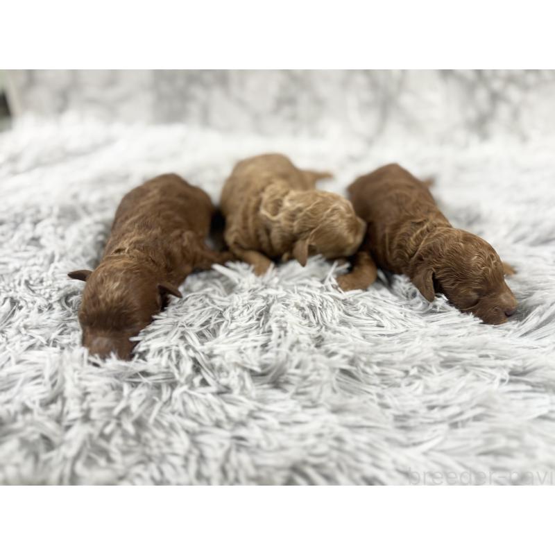 販売中の沖縄県のトイプードル-439719の2枚目