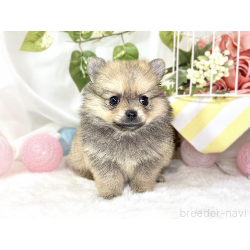 販売中の滋賀県のポメチワ:ポメラニアン×チワワ-439713の4枚目