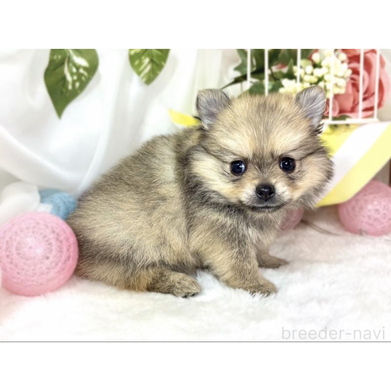 販売中の滋賀県のポメチワ:ポメラニアン×チワワ-439713の3枚目