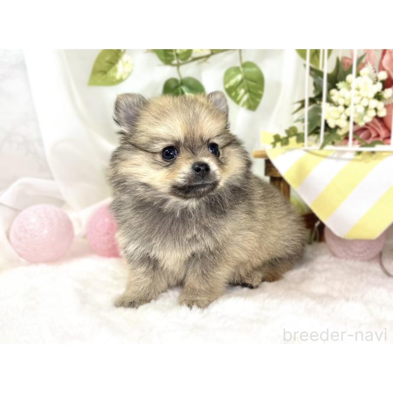 販売中の滋賀県のポメチワ:ポメラニアン×チワワ-439713の2枚目