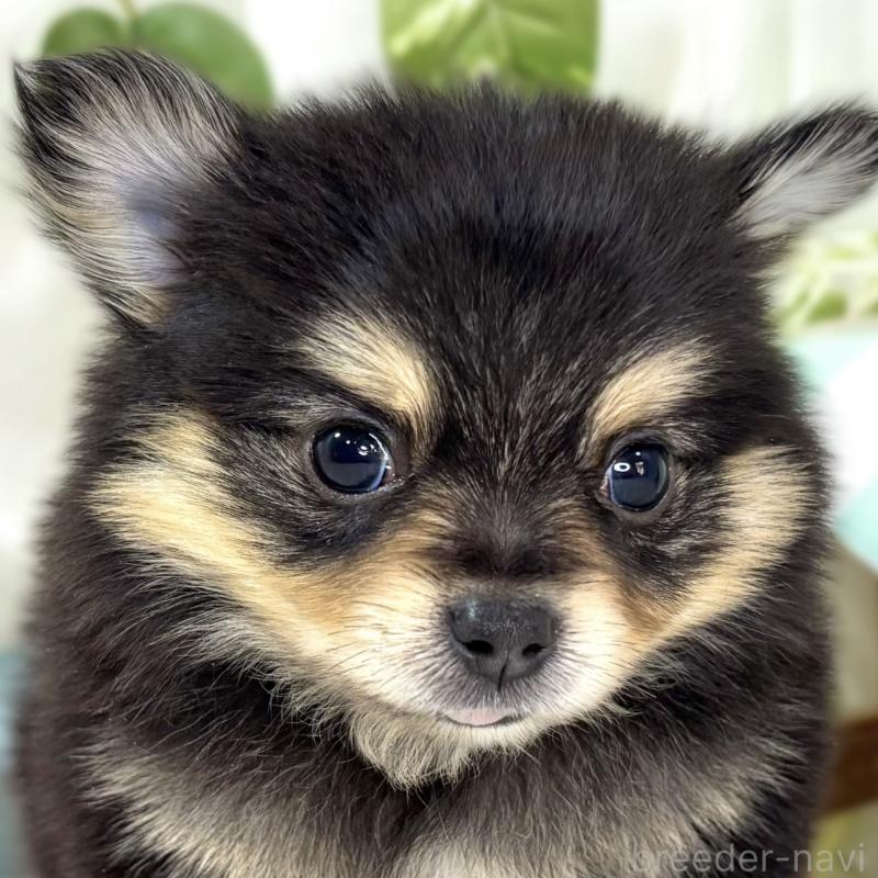 販売中の滋賀県のポメチワ:ポメラニアン×チワワ-439715