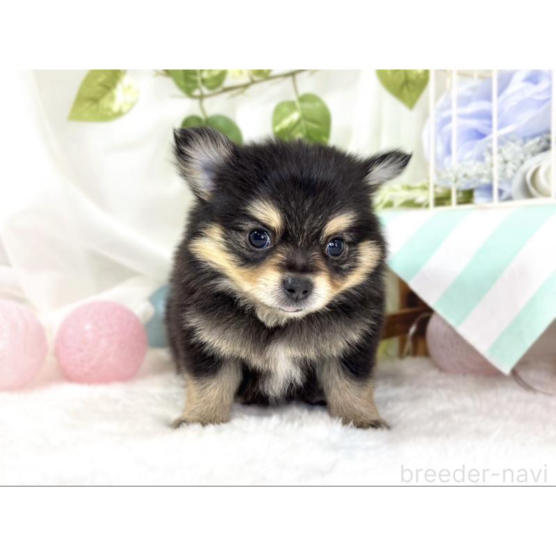 販売中の滋賀県のポメチワ:ポメラニアン×チワワ-439715の4枚目