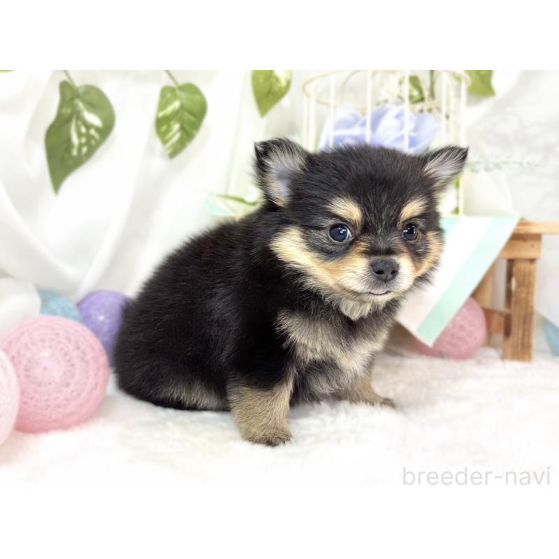 販売中の滋賀県のポメチワ:ポメラニアン×チワワ-439715の3枚目