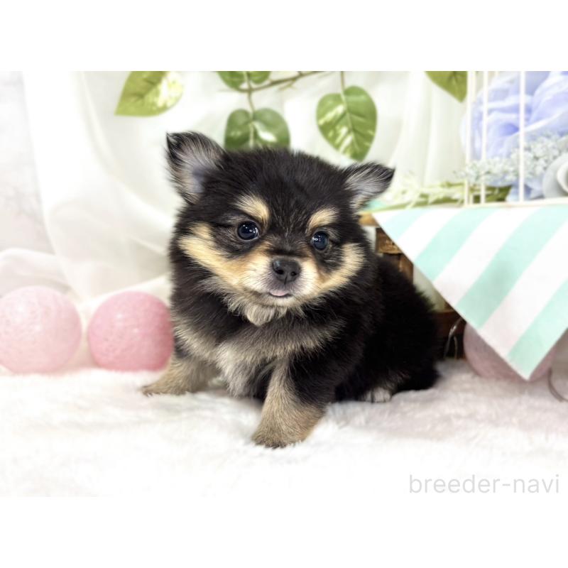 販売中の滋賀県のポメチワ:ポメラニアン×チワワ-439715の2枚目