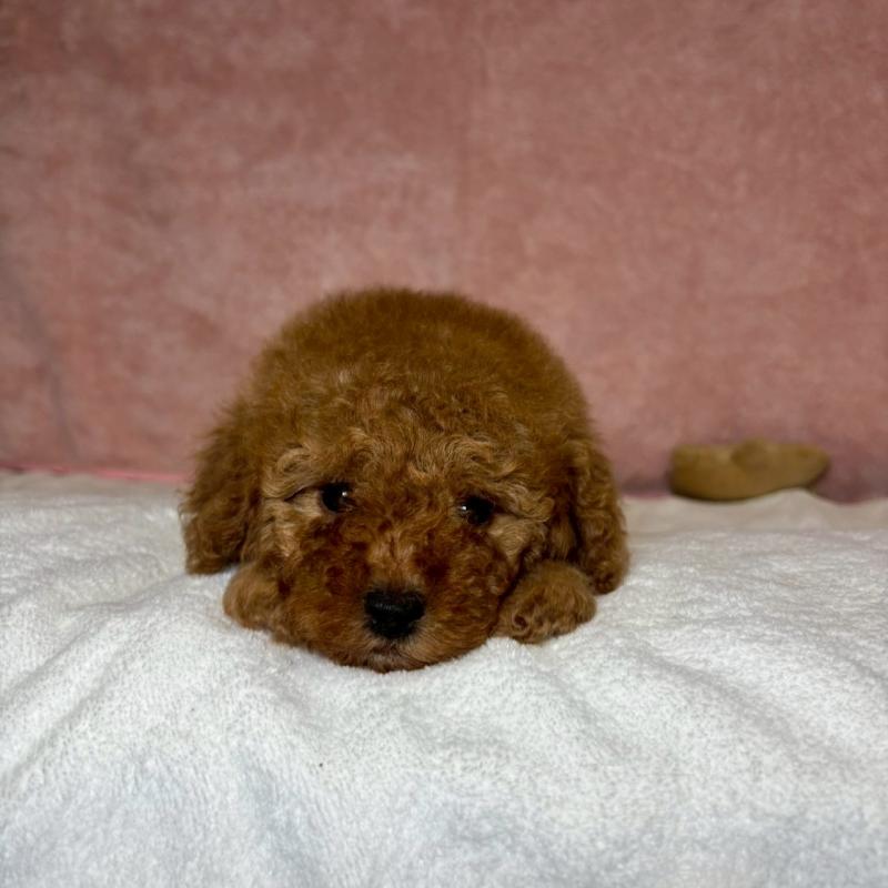 販売中の大阪府のトイプードル-439717の7枚目