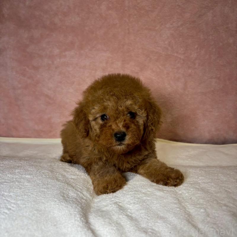 販売中の大阪府のトイプードル-439717の5枚目