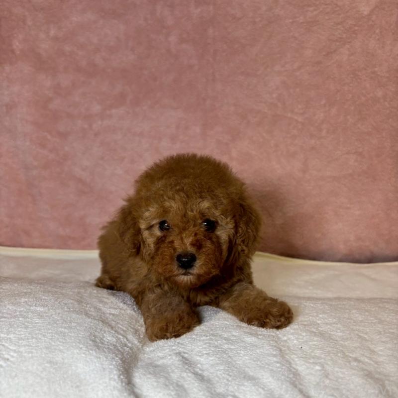 販売中の大阪府のトイプードル-439717の4枚目