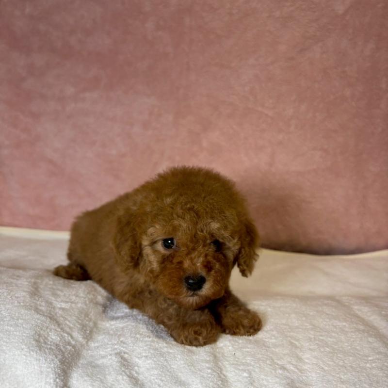 販売中の大阪府のトイプードル-439717の3枚目