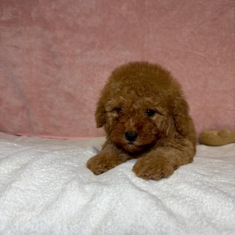 販売中の大阪府のトイプードル-439717の2枚目