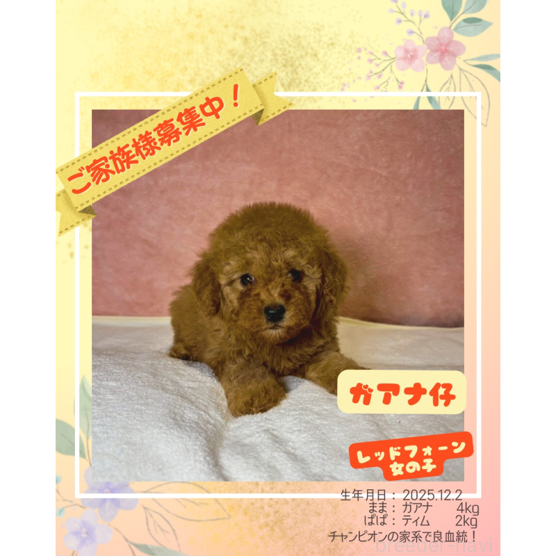 販売中の大阪府のトイプードル-439717