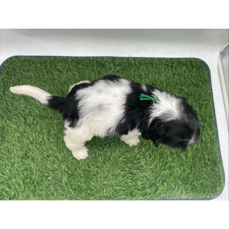 販売中の愛知県のアメリカンコッカースパニエル-439716の5枚目