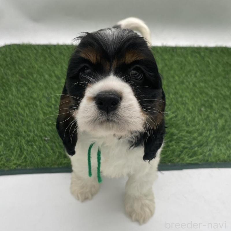 販売中の愛知県のアメリカンコッカースパニエル-439716の4枚目