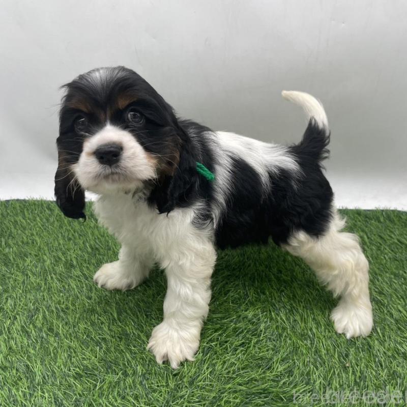 販売中の愛知県のアメリカンコッカースパニエル-439716の3枚目