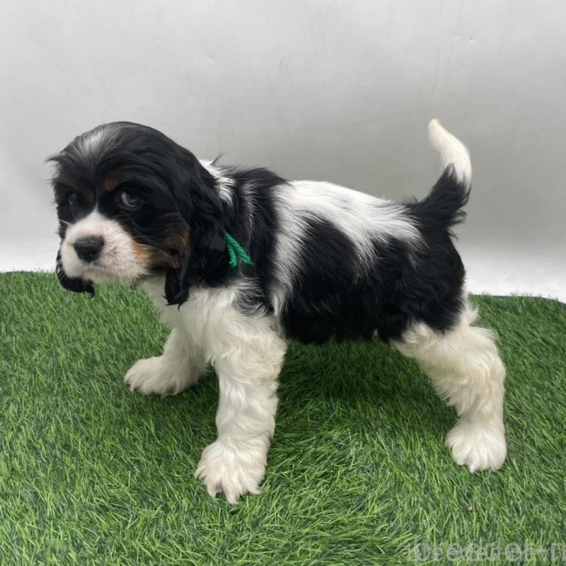 販売中の愛知県のアメリカンコッカースパニエル-439716の2枚目