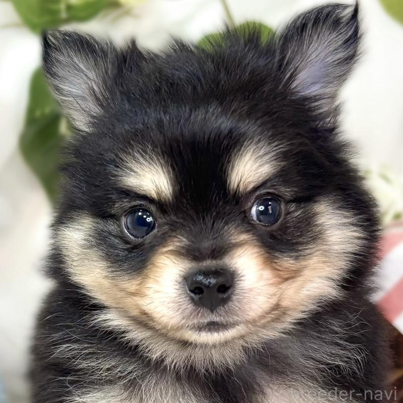 販売中の滋賀県のポメチワ:ポメラニアン×チワワ-439720