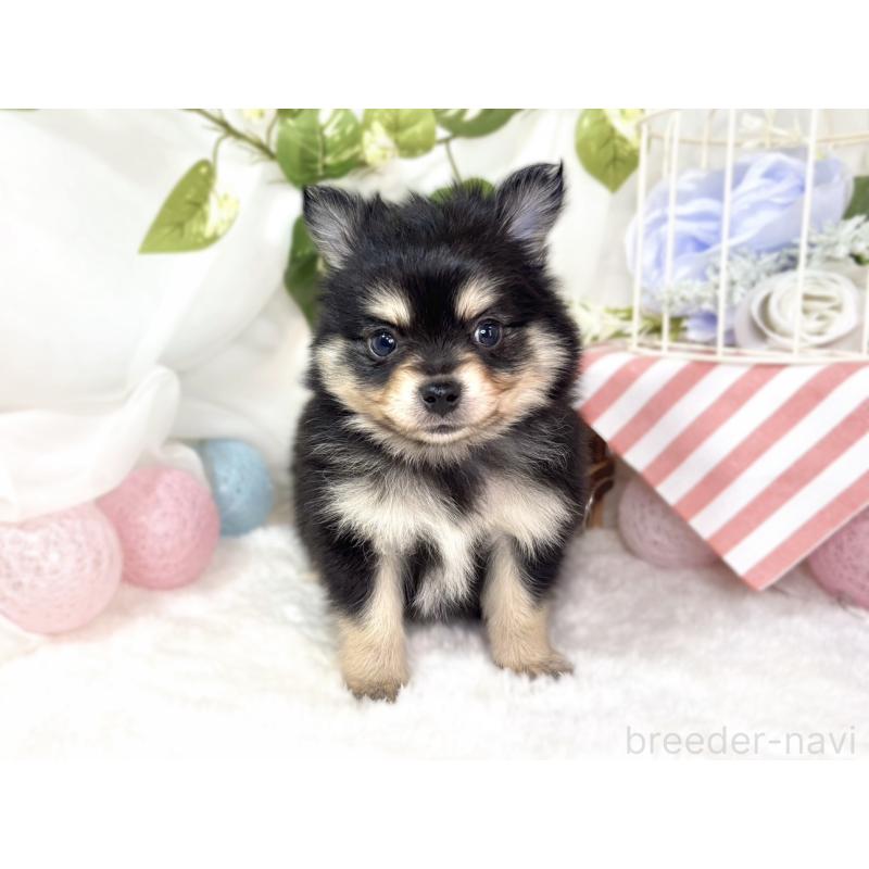 販売中の滋賀県のポメチワ:ポメラニアン×チワワ-439720の4枚目