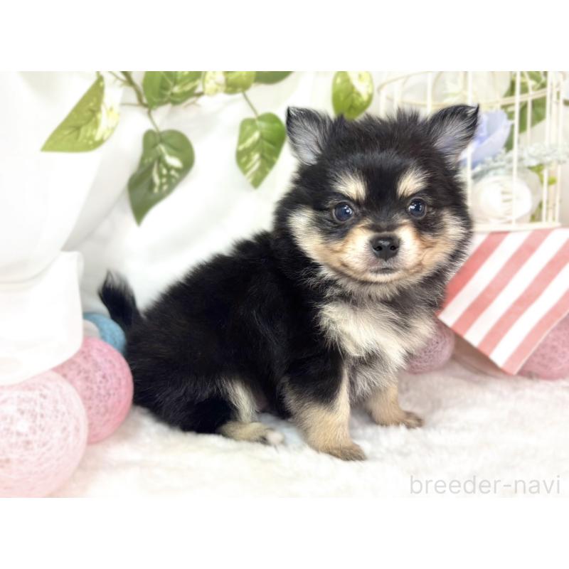 販売中の滋賀県のポメチワ:ポメラニアン×チワワ-439720の3枚目