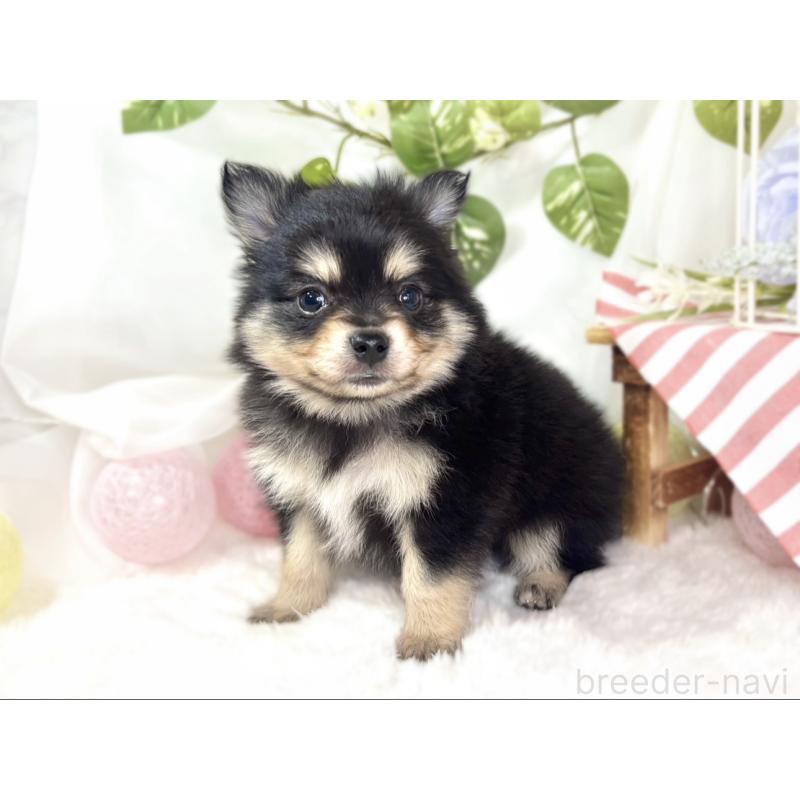 販売中の滋賀県のポメチワ:ポメラニアン×チワワ-439720の2枚目