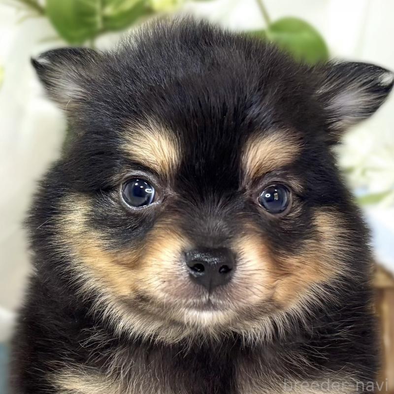 販売中の滋賀県のポメチワ:ポメラニアン×チワワ-439722