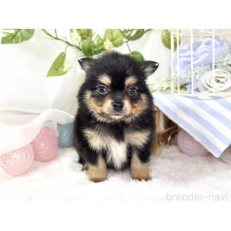 販売中の滋賀県のポメチワ:ポメラニアン×チワワ-439722の4枚目