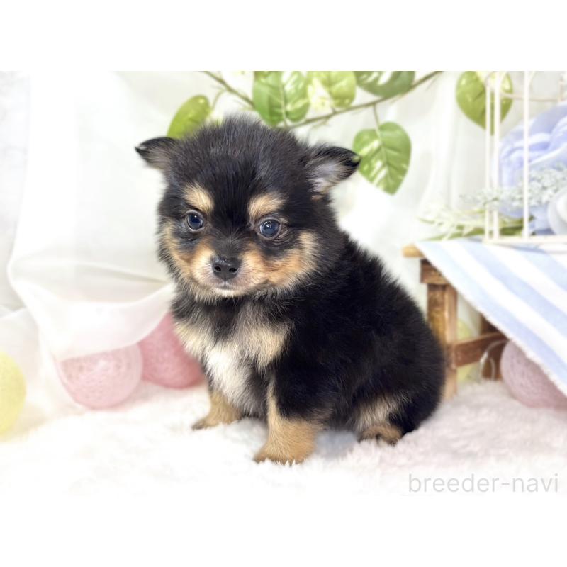 販売中の滋賀県のポメチワ:ポメラニアン×チワワ-439722の3枚目