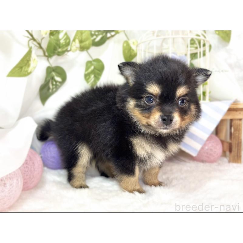 販売中の滋賀県のポメチワ:ポメラニアン×チワワ-439722の2枚目