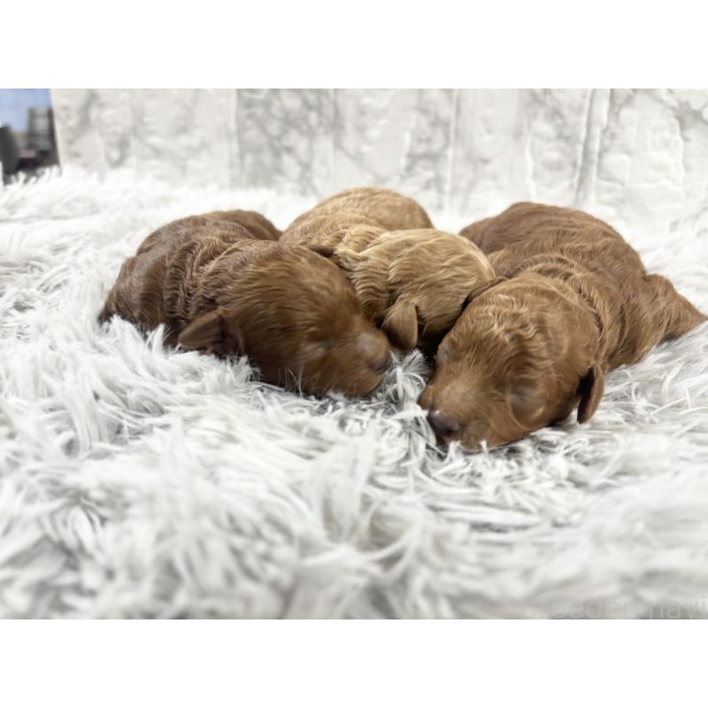 販売中の沖縄県のトイプードル-439723の1枚目