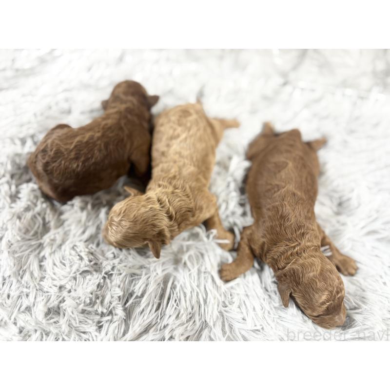 販売中の沖縄県のトイプードル-439723の4枚目