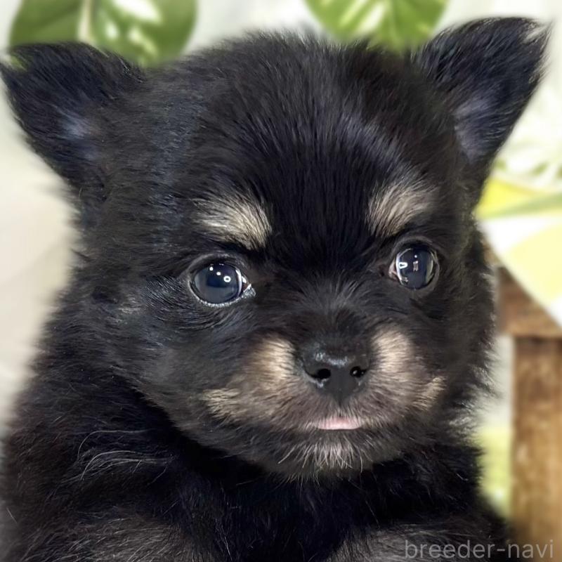 販売中の滋賀県のポメチワ:ポメラニアン×チワワ-439725