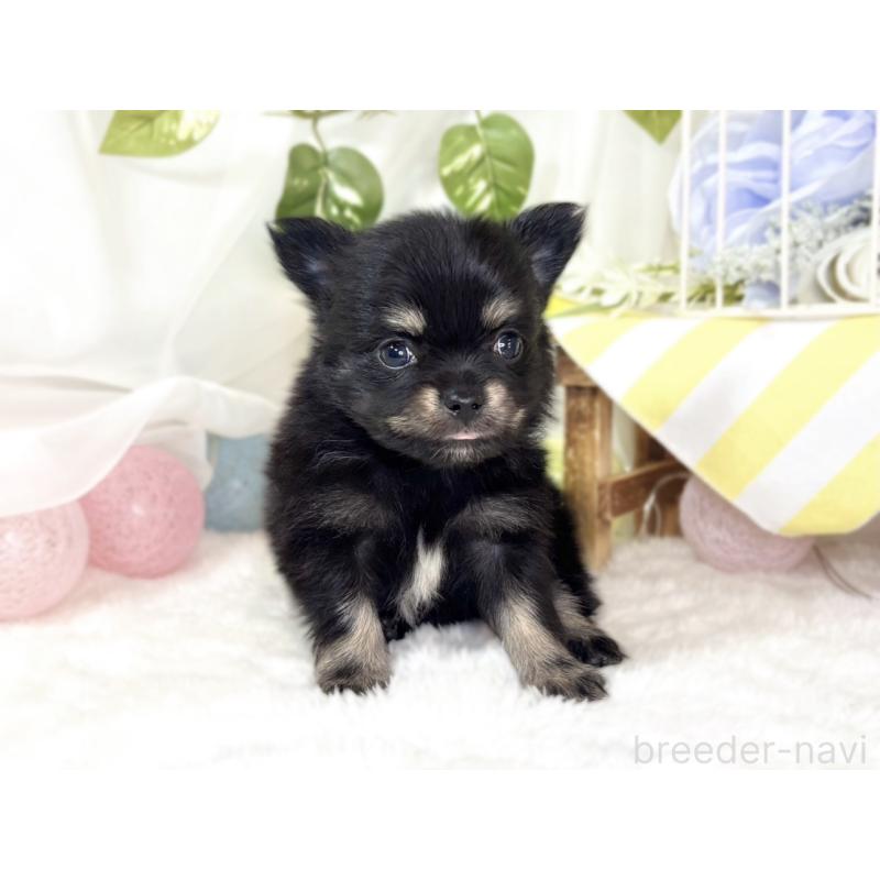 販売中の滋賀県のポメチワ:ポメラニアン×チワワ-439725の4枚目