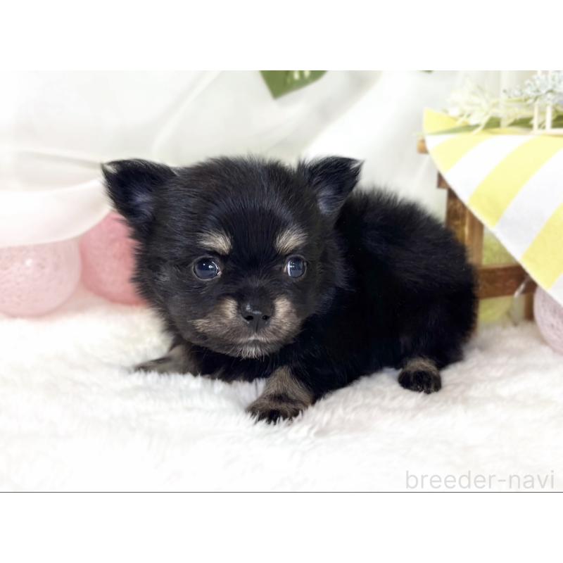 販売中の滋賀県のポメチワ:ポメラニアン×チワワ-439725の2枚目