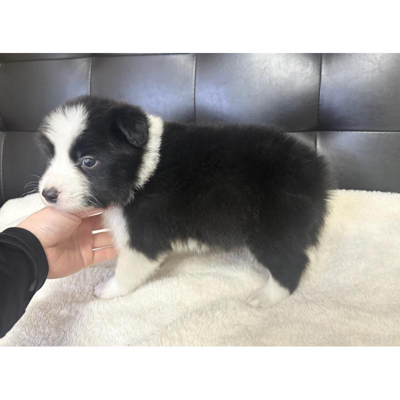 販売中の愛知県のボーダーコリー-439724の5枚目