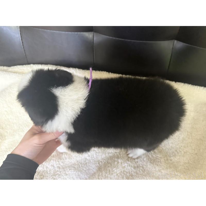 販売中の愛知県のボーダーコリー-439724の4枚目