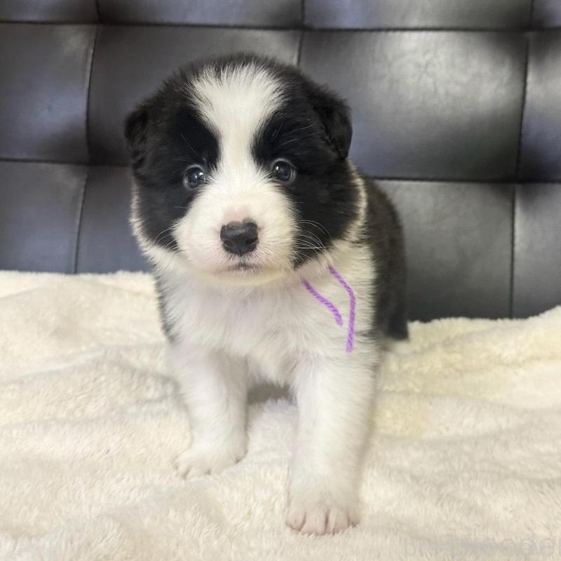 販売中の愛知県のボーダーコリー-439724