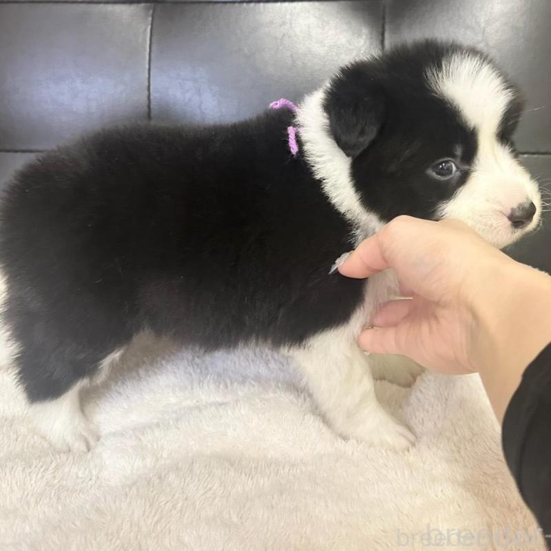 販売中の愛知県のボーダーコリー-439724の3枚目