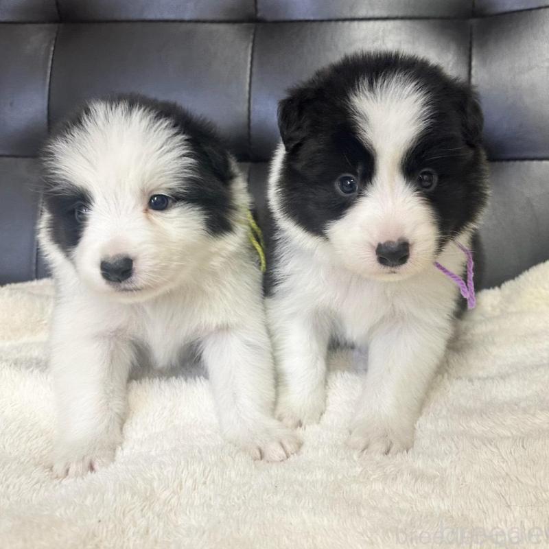 販売中の愛知県のボーダーコリー-439724の2枚目