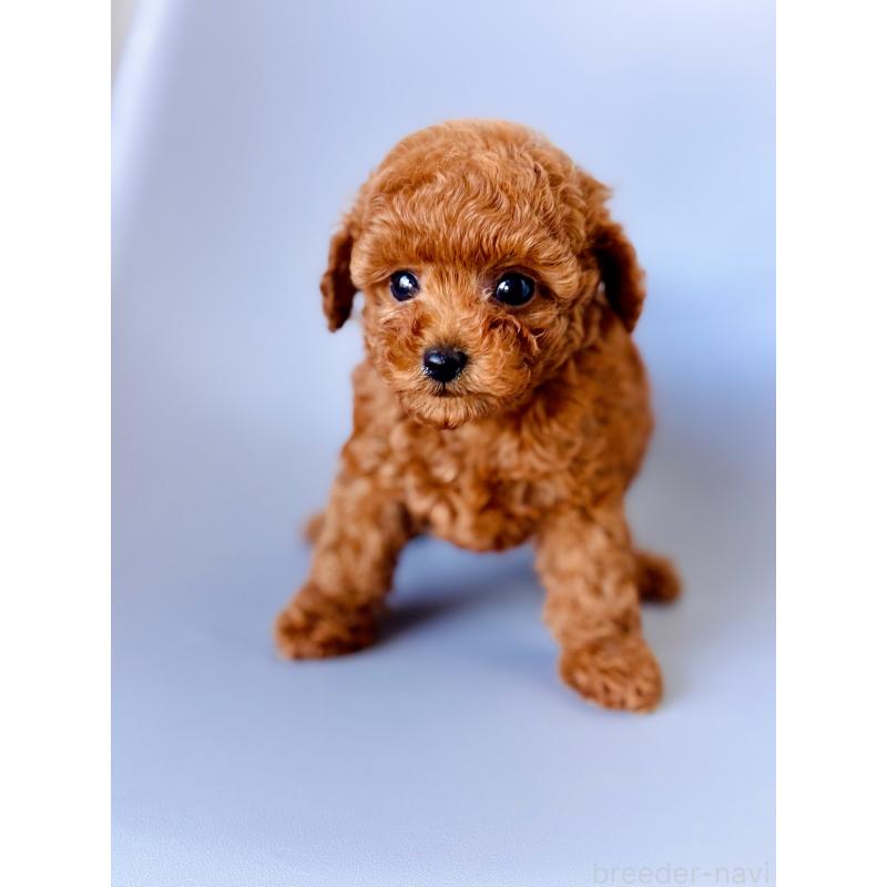 販売中の埼玉県のタイニープードル-439743の5枚目