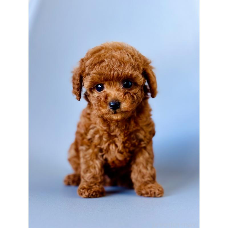 販売中の埼玉県のタイニープードル-439743の4枚目