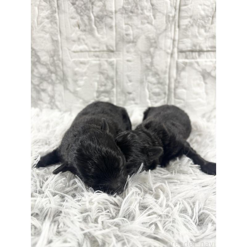 販売中の沖縄県のマルプー:マルチーズ×トイプードル-439727の2枚目