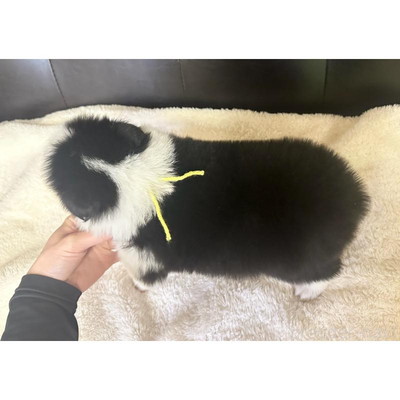 販売中の愛知県のボーダーコリー-439728の5枚目