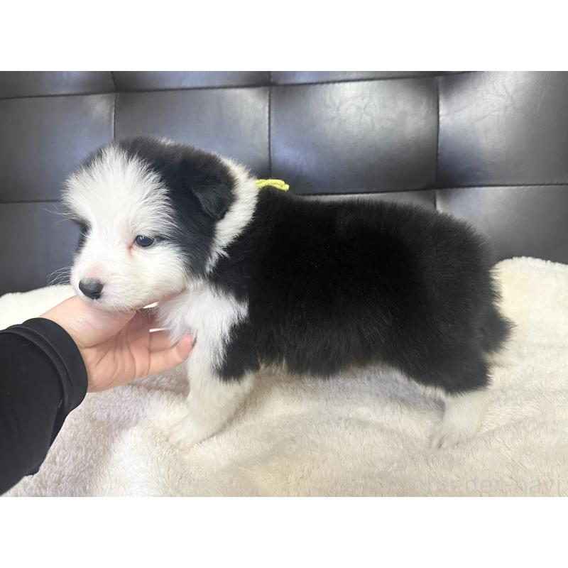 販売中の愛知県のボーダーコリー-439728の4枚目