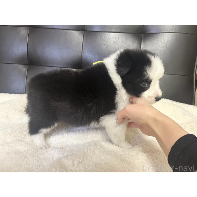 販売中の愛知県のボーダーコリー-439728の3枚目