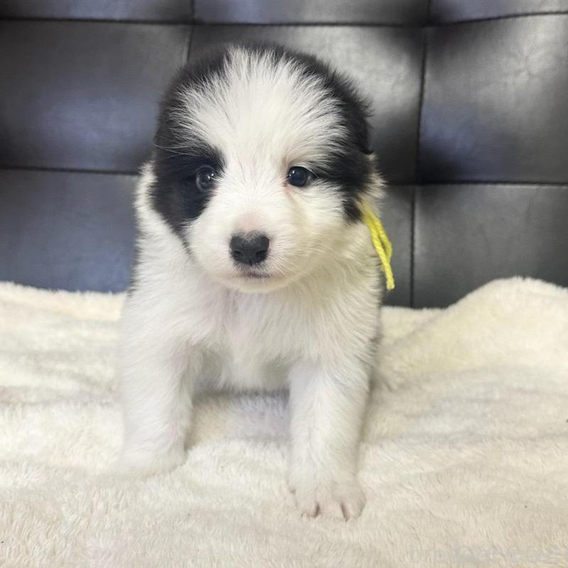 販売中の愛知県のボーダーコリー-439728