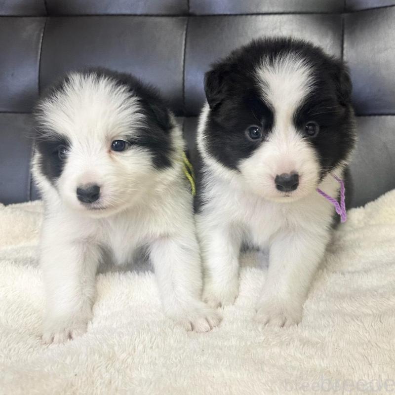 販売中の愛知県のボーダーコリー-439728の2枚目