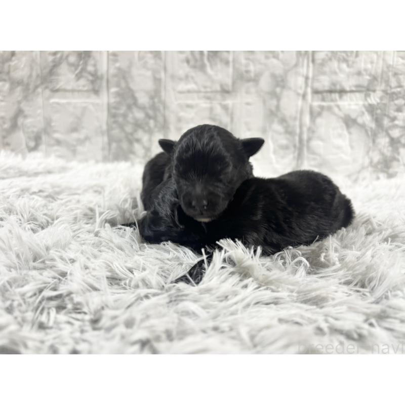 販売中の沖縄県のマルプー:マルチーズ×トイプードル-439729の2枚目