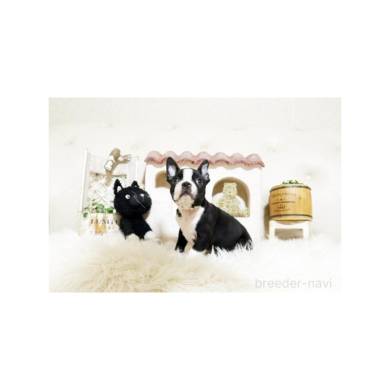 販売中の佐賀県のボストンテリア-439731の5枚目