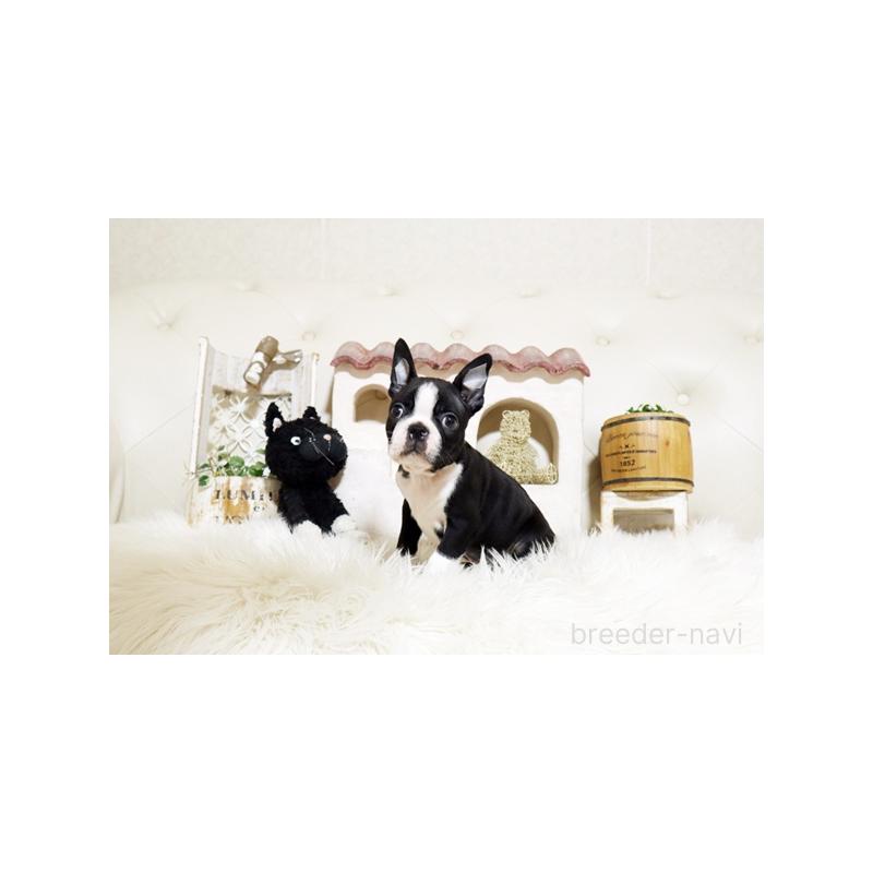 販売中の佐賀県のボストンテリア-439731の4枚目