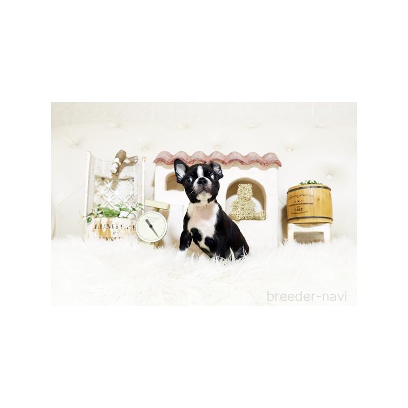 販売中の佐賀県のボストンテリア-439732の5枚目